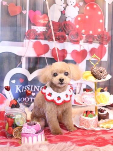 20250204マロンくん